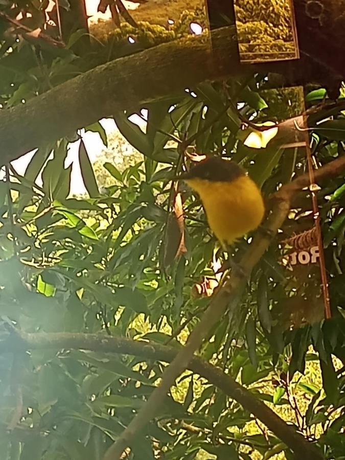ホテル La Casita Del Arbol Guaduas Cundi. エクステリア 写真